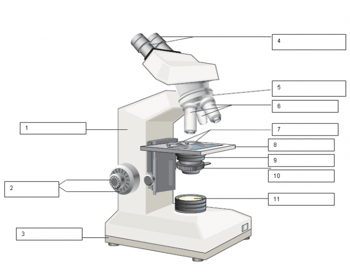 Labeling microscope — Printable Worksheet