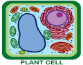 Plant cell sort of complicated (Not really)