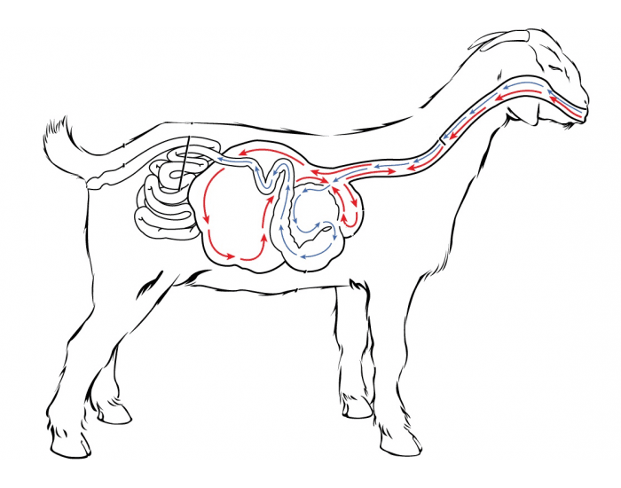 Digestive System In Goats Goat Digestive System Quiz