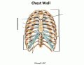 Thoracic Wall Anatomy