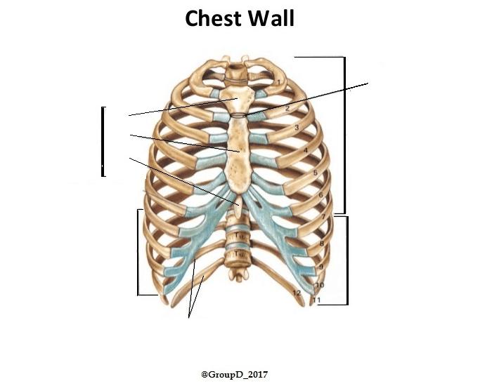 Chest Wall Anatomy