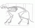 Skeleton of a Cat