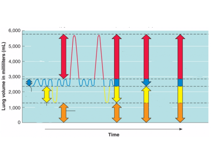 Spirogram Quiz