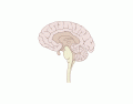 Brain sagittal