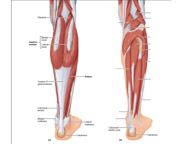 lower leg muscles