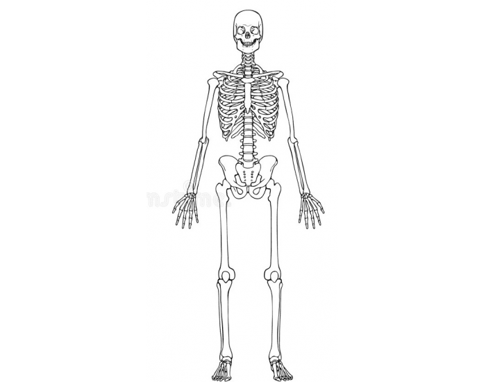 Ossos gerais do corpo humano Quiz