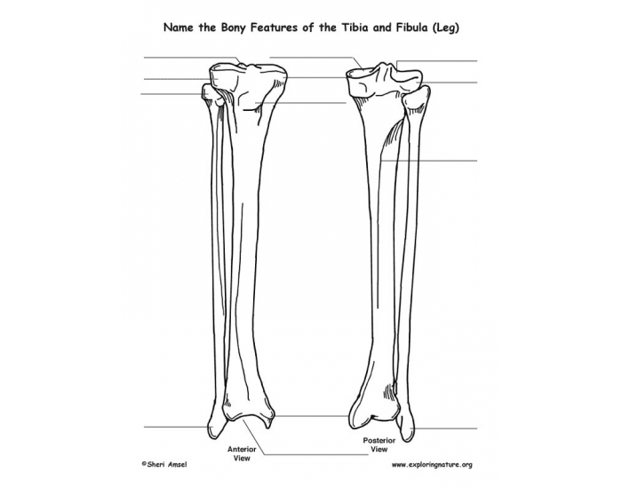 Tibia and Fibula Test — Printable Worksheet