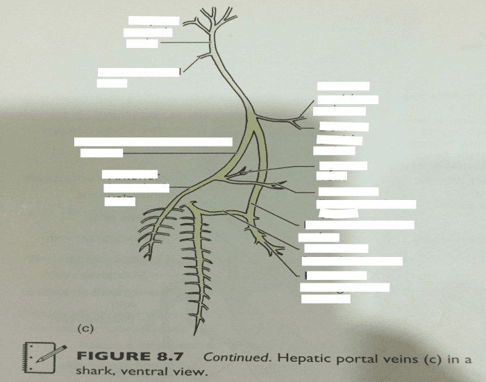 Hepatic Portal Veins Shark Quiz