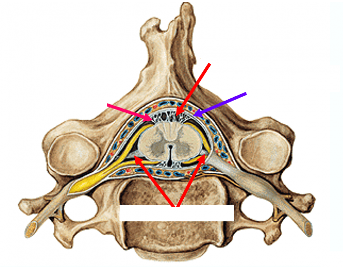 gross-anatomy-of-the-vertebrae-and-spinal-cord-printable-worksheet