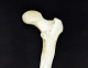 Identify markings of the posterior proximal femur