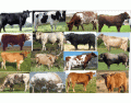Types of cattle