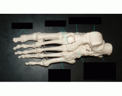 Identify the bones of the foot and ankle
