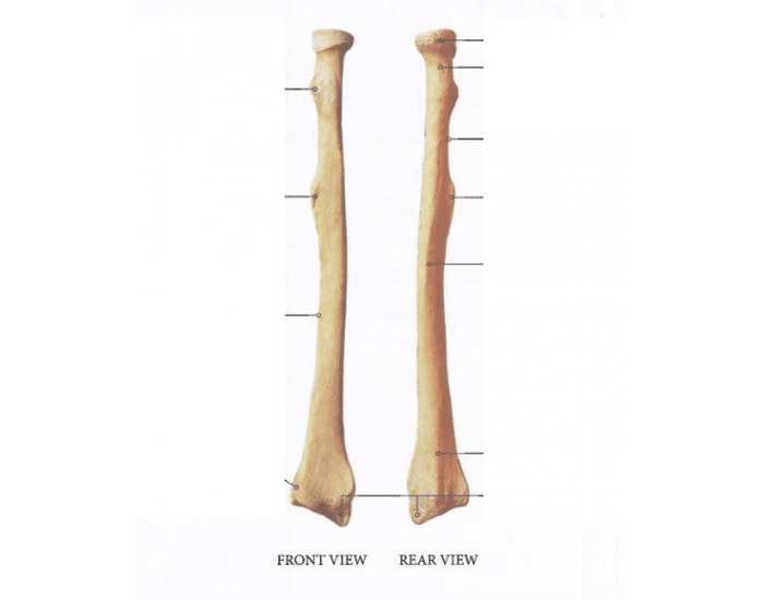Identify markings of the radius — Printable Worksheet