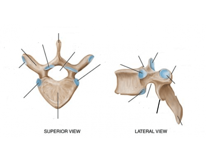 label the vertebrae — Printable Worksheet