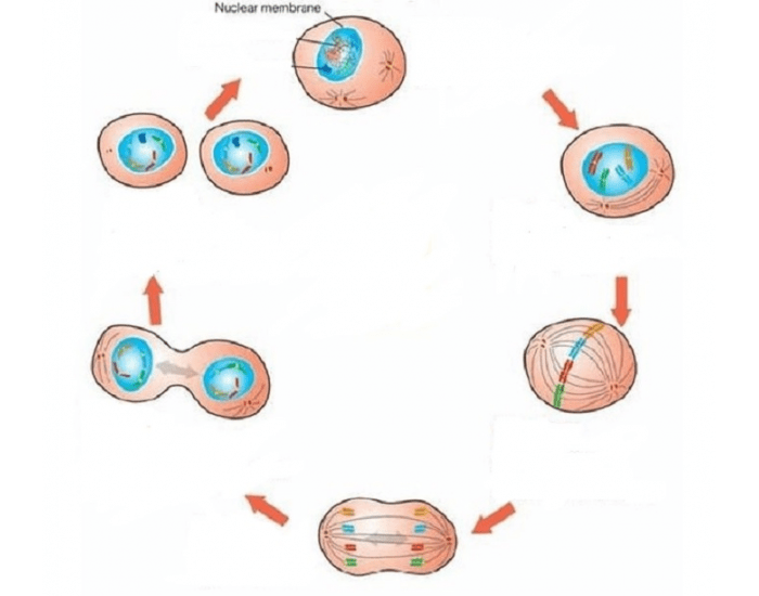 Identify Stages of Cell Cycle Quiz Biology Diagrams