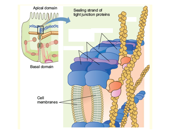 Three types of membrane proteins of tight junction Quiz