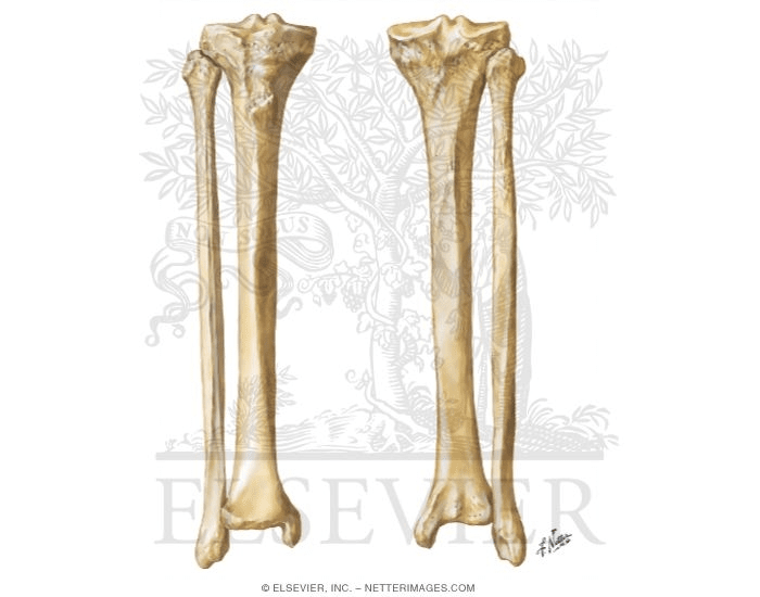 Tibia and fibia Quiz