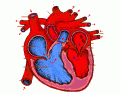 Label a heart - Science Exam study