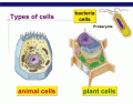 Unit 2 - Eukaryote and Prokaryote Cells