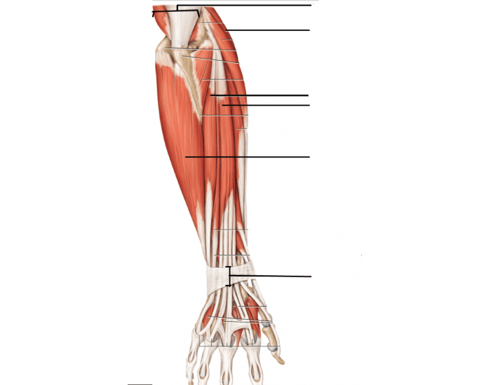 Interactive Forearm Muscles Labeling — Printable Worksheet
