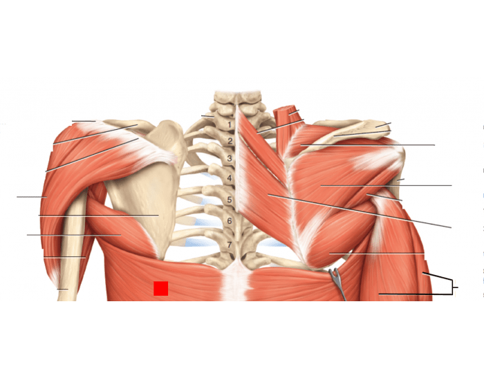 Back Muscle Labeling Quiz