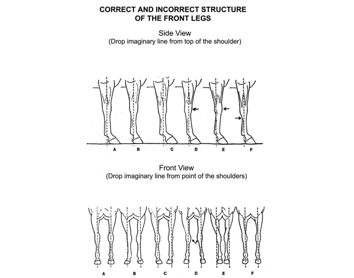 correct and incorrect structure of the front legs Quiz