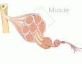 Simple Muscle Structure