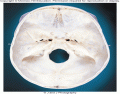 Bones of the skull-inside, bottom view