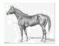 External Horse Anatomy