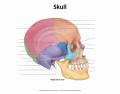 Human Skull- Right Lateral
