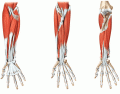Forearm Muscles 2 