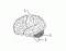 Brain Diagram
