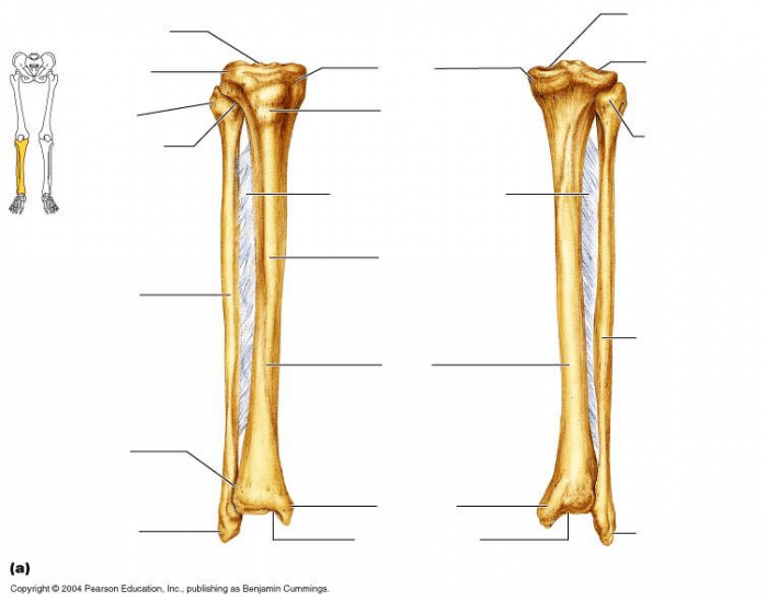 Tibia Fibia Printable Tibia and Fibia bone Parts — Printable Worksheet