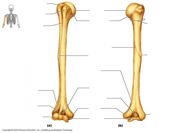 humerus-bone-parts-quiz