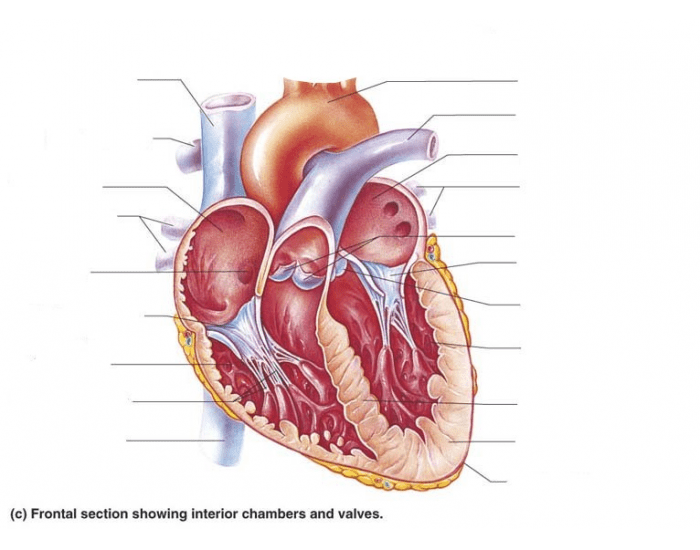 Anatomy of the Heart Quiz