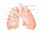Lung Anatomy