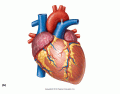 External Heart Anterior View