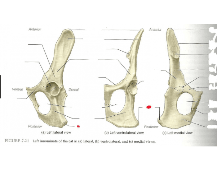 Hudsonville Anatomy Cat Innominate Bone Quiz
