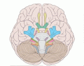 Interactive Cranial Nerve Labeling