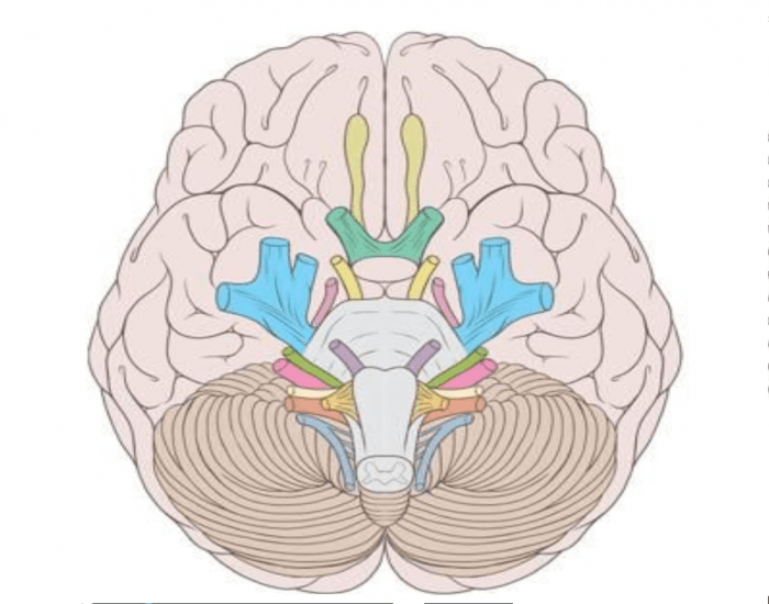 Label Cranial Nerves Quiz