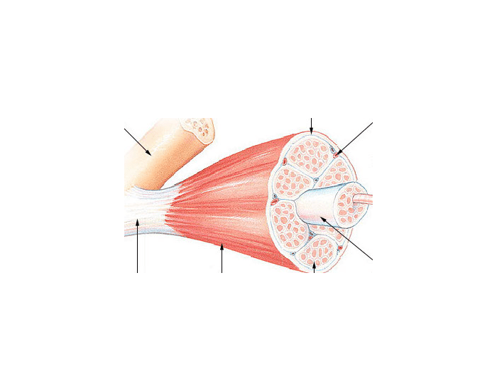 Structure Of Skeletal Muscle Quiz Structure Of Skeletal Muscle Quiz