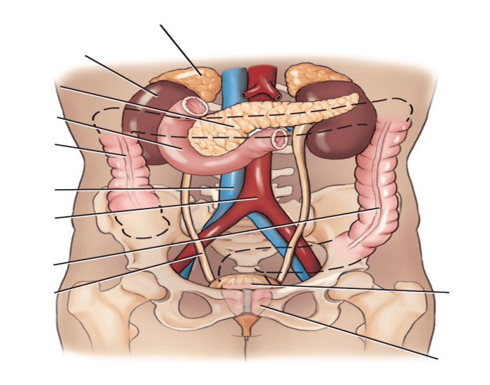 Infraperitoneal Retroperitoneal Organs List