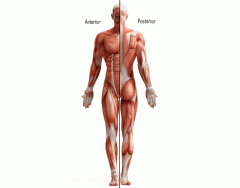 Major Muscles Anterior/Posterior