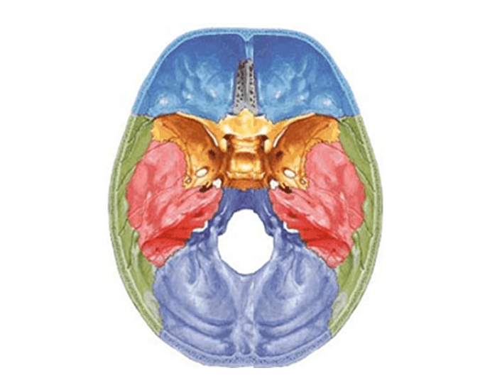 Anatomia da Base Interna do Crânio Quiz