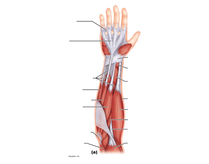 Forearm Muscle Quiz