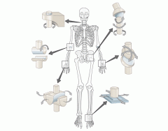 Synovial Joint Types Based On Mobility