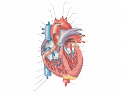 Anatomy of the Human Heart - Frontal Section