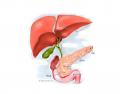 Liver, Pancreas, Gallbladder Anatomy