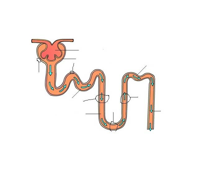 Nephron Worksheet.pdf Nephron Anatomy — Printable Worksheet