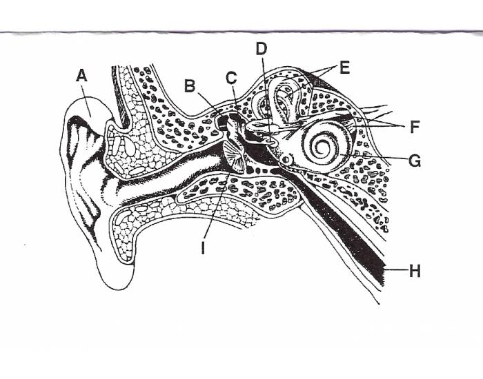 Ear diagram Quiz
